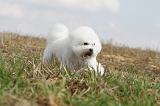 BICHON FRISE 142